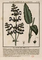 Sauge des pres. Planche d'identification. Cliquer pour agrandir l'image.