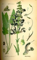 Sauge des pres. Planche d'identification Thomé. Cliquer pour agrandir l'image.