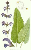 Sauge des pres. Planche d'identification Linnemand. Cliquer pour agrandir l'image.