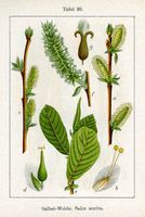 Saule à oreillettes. Planche d'identification Sturm. Cliquer pour agrandir l'image.