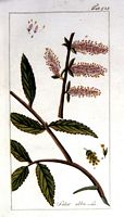 Saule blanc. Planche d'identification krauss. Cliquer pour agrandir l'image.