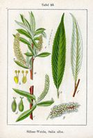 Saule blanc. Planche d'identification Sturm. Cliquer pour agrandir l'image.