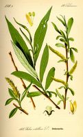 Saule blanc. Planche d'identification Thomé. Cliquer pour agrandir l'image.