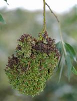 Saule blanc. Parasite, Côtes de Clermont. Cliquer pour agrandir l'image.