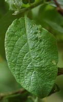Saule cendré. Feuille, Ceyssat. Cliquer pour agrandir l'image.