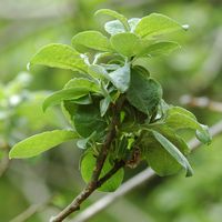 Saule cendré. Rameau, Ceyssat. Cliquer pour agrandir l'image.