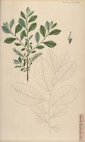 Saule cendré. Planche d'identification Flora danica. Cliquer pour agrandir l'image.