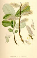 Saule cendré. Planche d'identification Linnemand. Cliquer pour agrandir l'image.