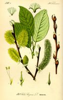 Saule marsault. Planche d'identification Thomé. Cliquer pour agrandir l'image.