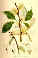 Saule marsault. Planche d'identification Linnemand. Cliquer pour agrandir l'image.