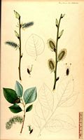 Saule marsault. Dessin d'identification. Cliquer pour agrandir l'image.