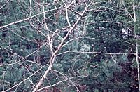 Saule marsault. Plante défeuillée. Cliquer pour agrandir l'image.