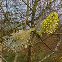 Saule marsault. Fleurs mâles. Cliquer pour agrandir l'image.