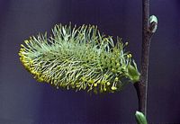 Saule marsault. Fleur mâle. Cliquer pour agrandir l'image.