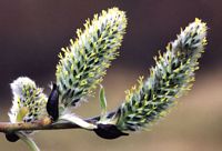 Saule marsault. Fleurs femelles. Cliquer pour agrandir l'image.