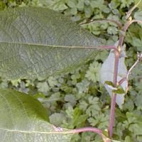 Saule marsault. Feuille et stipules. Cliquer pour agrandir l'image.