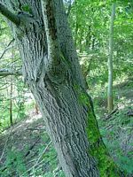 Saule marsault. Tronc. Cliquer pour agrandir l'image.
