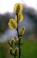 Saule marsault. Fleurs mâles. Cliquer pour agrandir l'image.