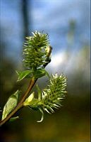 Saule marsault. Fleurs femelles. Cliquer pour agrandir l'image.