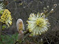 Saule marsault. Fleurs mâles. Cliquer pour agrandir l'image.