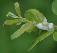 Saule marsault. Parasite, Côtes de Clermont. Cliquer pour agrandir l'image.