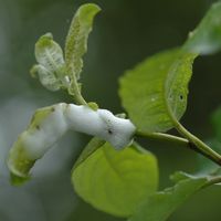 Saule marsault. Parasite, Côtes de Clermont. Cliquer pour agrandir l'image.