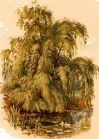 Saule pleureur. Dessin. Cliquer pour agrandir l'image.