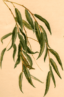 Saule pleureur. Dessin. Cliquer pour agrandir l'image.