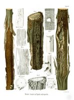 Saules. Parasité par tipula saliciperda, planche ratzeburg 48. Cliquer pour agrandir l'image.