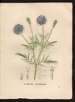 Scabieuse colombaire. Planche d'identification. Cliquer pour agrandir l'image.