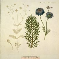 Scabieuse colombaire. Planche d'identification Flora danica. Cliquer pour agrandir l'image.