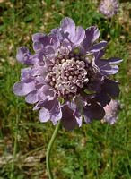 Scabieuse colombaire. Fleur. Cliquer pour agrandir l'image.