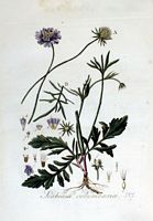 Scabieuse colombaire. Planche d'identification Flora batava. Cliquer pour agrandir l'image.