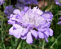 Scabieuse colombaire. Fleur. Cliquer pour agrandir l'image.