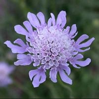 Scabieuse colombaire. Fleur. Cliquer pour agrandir l'image.
