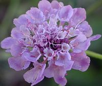 Scabieuse colombaire. Fleur. Cliquer pour agrandir l'image.