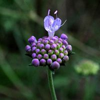 Scabieuse colombaire. Fleur en bouton. Cliquer pour agrandir l'image.