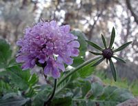 Scabieuse colombaire. Fleur. Cliquer pour agrandir l'image.