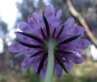 Scabieuse colombaire. Fleur. Cliquer pour agrandir l'image.