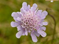 Scabieuse colombaire. Fleur. Cliquer pour agrandir l'image.