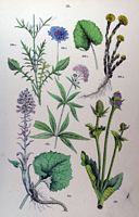 Scabieuse colombaire. Planche d'identification Hoffmann. Cliquer pour agrandir l'image.