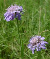 Scabieuse colombaire. Fleur. Cliquer pour agrandir l'image.