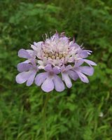 Scabieuse colombaire. Fleur. Cliquer pour agrandir l'image.