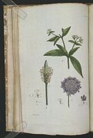Scabieuse colombaire. Planche d'identification. Cliquer pour agrandir l'image.