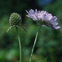 Scabieuse colombaire. Fleur et fruit. Cliquer pour agrandir l'image.