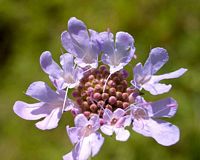 Scabieuse colombaire. Fleur. Cliquer pour agrandir l'image.