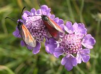 Scabieuse colombaire. Avec zygaena minos. Cliquer pour agrandir l'image.