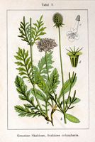 Scabieuse colombaire. Planche d'identification Sturm. Cliquer pour agrandir l'image.