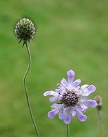 Scabieuse colombaire. Fleur. Cliquer pour agrandir l'image.