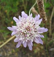Scabieuse colombaire. Fleur. Cliquer pour agrandir l'image.